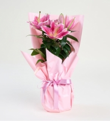 Pembe Lilyum Çiçeği