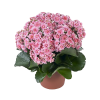 Kalanchoe Bitkisi