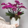 Phalaenopsis Mini Mor Orkide