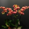 4 Dal Phalaenopsis Turuncu Özel Orkide