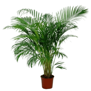 Areca Palmiye Bitkisi