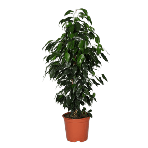 Ficus Benjamin Bitkisi