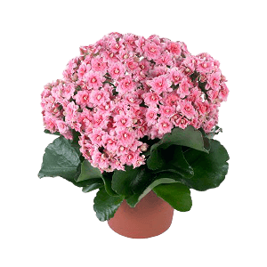 Kalanchoe Bitkisi